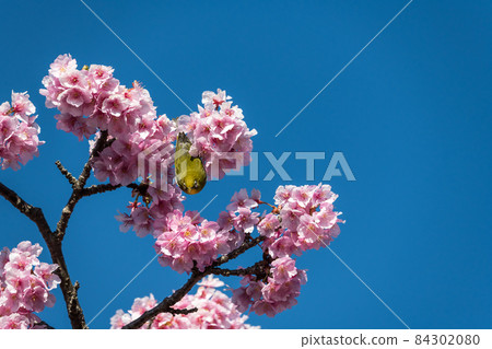 [Matsudayama, Matsuda Town, Kawazu cherry blossoms and white-eye in full bloom] 84302080