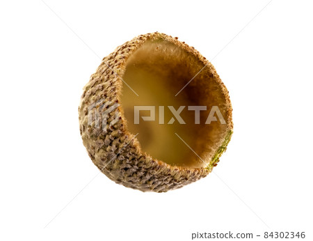 Acorn head close-up, isolated on white 84302346