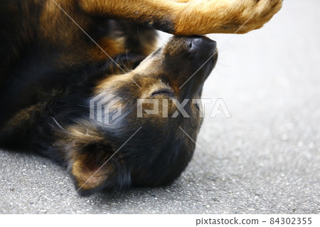 狗 84302355