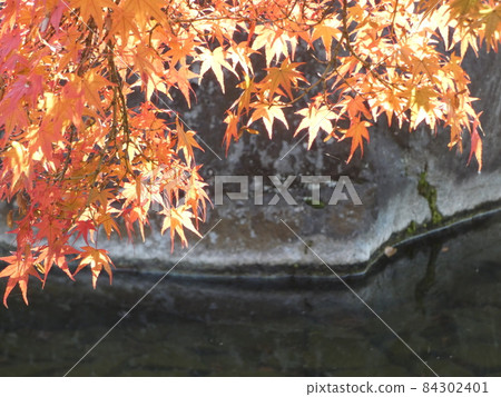 Autumn leaves beautifully colored Autumn leaves beautifully colored 84302401