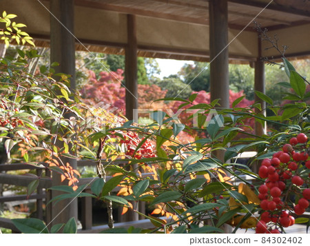Southern sky and autumn leaves Southern sky and autumn leaves 84302402