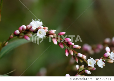 白花是美妙的 Shirobana Sakuratade 白花是美妙的 Shirobana Sakuratade 84302544