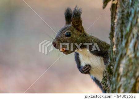 埃佐里斯在樹上吃松果 埃佐里斯在樹上吃松果 84302558