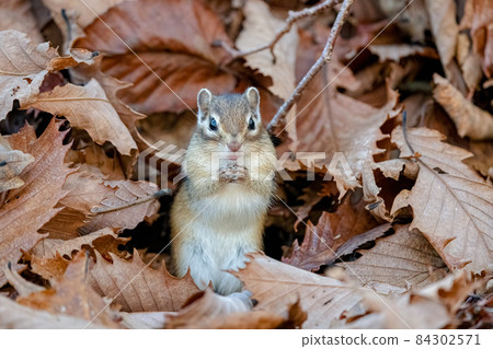 Ezo chipmunk standing in the fallen leaves 84302571