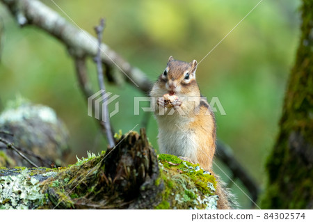 Ezo chipmunk eating acorns on a windthrow 84302574