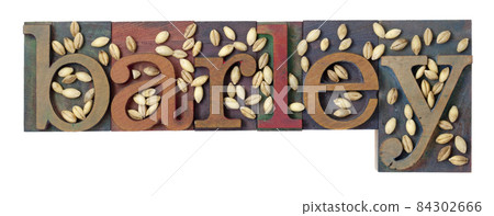 barley word and grain barley word and grain 84302666