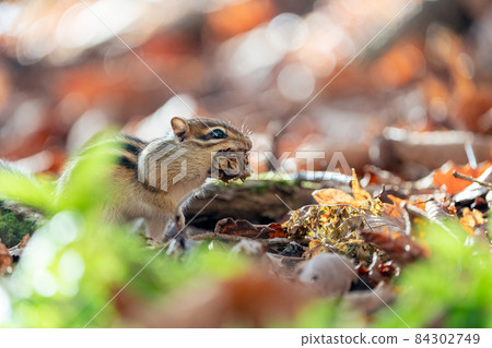 蝦夷花栗鼠捧著落葉趕著過冬 84302749