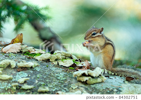 Ezo chipmunk eating acorns on a windthrow 84302751