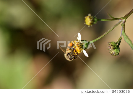 以白舌為特徵的白野仙丹草是一家昆蟲餐廳。 以白舌為特徵的白野仙丹草是一家昆蟲餐廳。 84303056