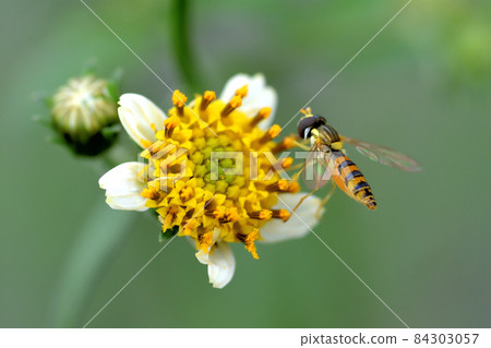 以白舌為特徵的白野仙丹草是一家昆蟲餐廳。 84303057