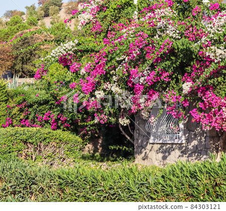 Beautiful pink and white begonville flowers on traditional summer house in Bodrum Turkey. Mediterranean plants in the garden Beautiful pink and white begonville flowers on traditional summer house in Bodrum Turkey. Mediterranean plants in the garden 84303121
