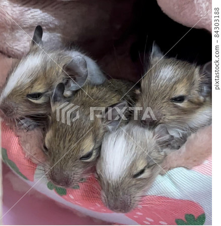 十天大的八齒鼠寶寶 84303188