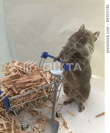 攜帶木屑的德古 84303192