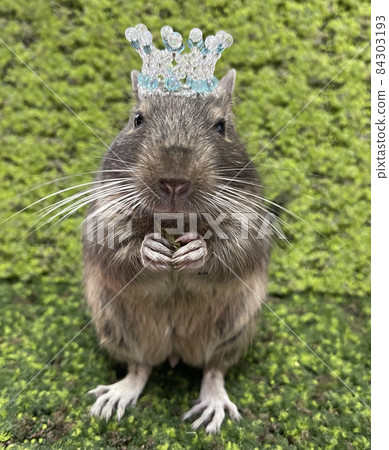 戴王冠的德固親王 84303193