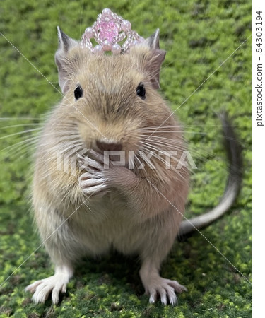 戴王冠的德古公主 84303194