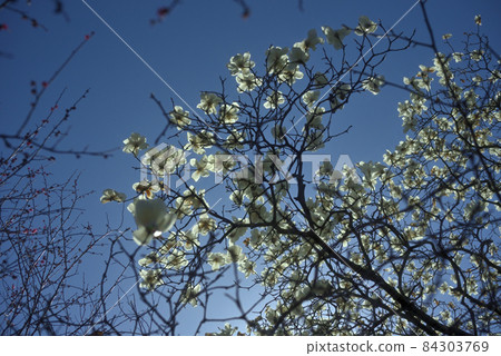 Ren Shiraki monopolizes the cloudless sky 84303769