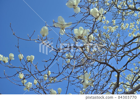 Ren Shiraki monopolizes the cloudless sky 84303770