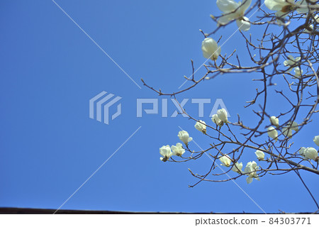 Ren Shiraki monopolizes the cloudless sky 84303771