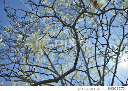 Ren Shiraki monopolizes the cloudless sky 84303772
