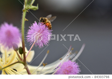 The flowers of Mimosa pudica are pink and fluffy, and when they touch the leaves, they close and hang down like bowing. The flowers of Mimosa pudica are pink and fluffy, and when they touch the leaves, they close and hang down like bowing. 84303798