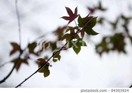 fall fall 84303924