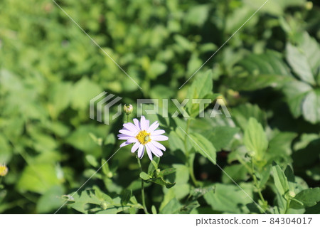 Scenery taken by focusing on Kalimeris indica where insects bloom in the green space 84304017