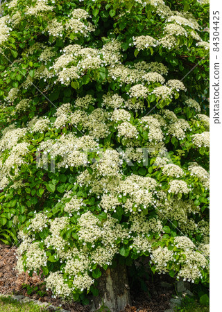 Climbing hydrangeas on tree in garden 84304425