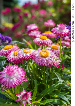 Everlasting Flower Xerochrysum Bracteatum Flower in Garden Close-up 84304426