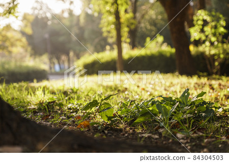 Scenery conscious of light and shadow at Nanko Chuo Park 84304503