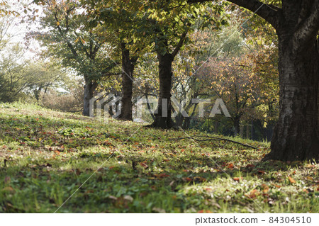 Taking a walk--at Nanko Chuo Park 84304510