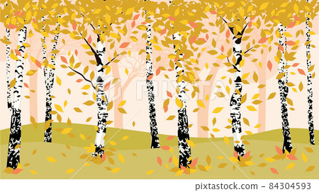 Autumn birch trees 84304593
