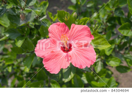 Hibiscus taken at Flower Park Kagoshima 84304694