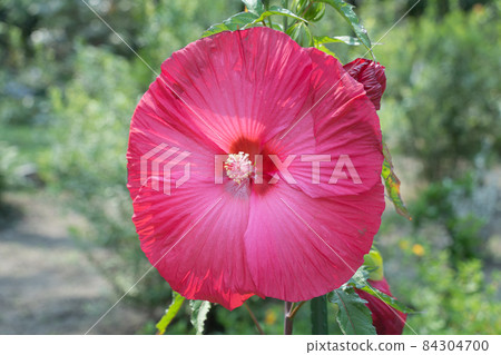 在鹿兒島花卉公園拍攝的美國扶桑（芙蓉） 84304700