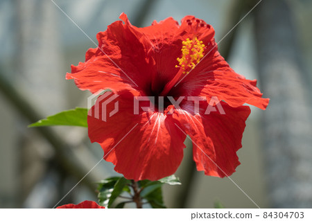Hibiscus taken at Flower Park Kagoshima 84304703