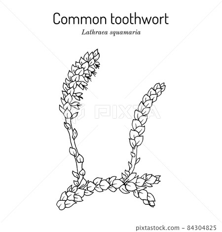 Common toothwort Lathraea squamaria , medicinal plant Common toothwort Lathraea squamaria , medicinal plant 84304825