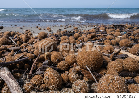 Posidonia oceanica neptune grass on italian mediterranean beach Posidonia oceanica neptune grass on italian mediterranean beach 84304858