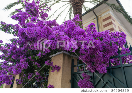 Bougainvillea in mediterranean summer garden Bougainvillea in mediterranean summer garden 84304859