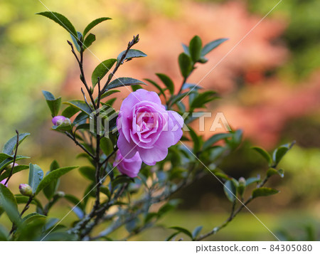 Otome Sasanqua wet with morning dew Otome Sasanqua wet with morning dew 84305080