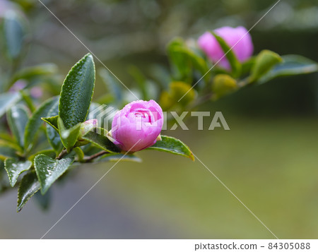 Otome Sasanqua wet with morning dew Otome Sasanqua wet with morning dew 84305088