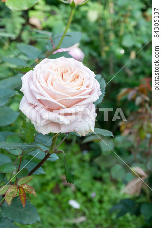 Blooming roses Blooming roses 84305137