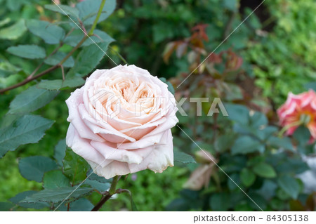 Blooming roses Blooming roses 84305138