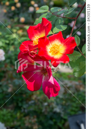 Blooming roses Blooming roses 84305139
