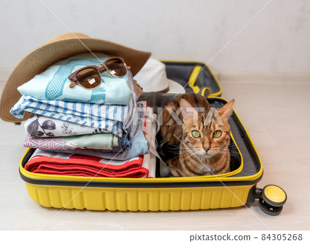 Bengal cat sits in a yellow suitcase, collected for a trip on vacation at sea Bengal cat sits in a yellow suitcase, collected for a trip on vacation at sea 84305268