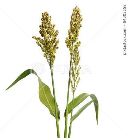 Sorghum bicolor, commonly called sorghum and also known as great millet, durra, jowari, jowar or milo. Isolated 84305558