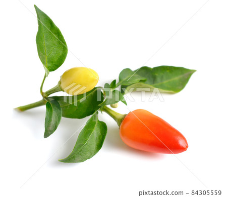 Small hot red chili isolated on white background Small hot red chili isolated on white background 84305559
