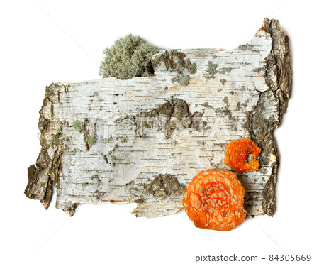 The front sides of a piece of birch bark with dried Amanita muscaria 84305669