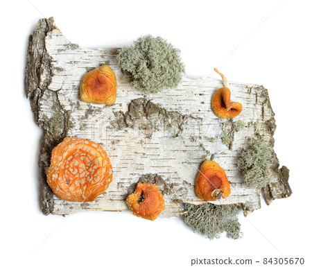 The front sides of a piece of birch bark with dried Amanita muscaria. Isolated on white background 84305670