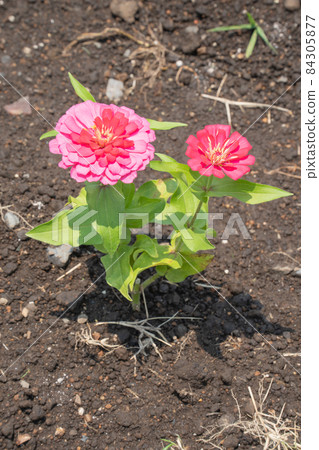 Zinnia taken at Flower Park Kagoshima Zinnia taken at Flower Park Kagoshima 84305877