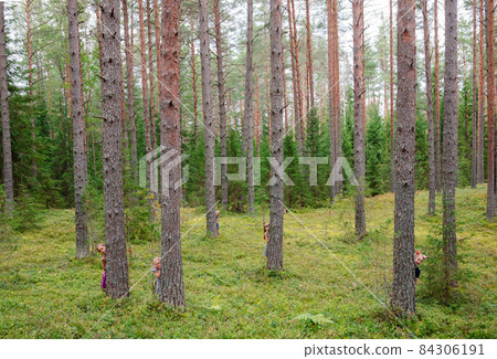 Children playing in a summer forest 84306191