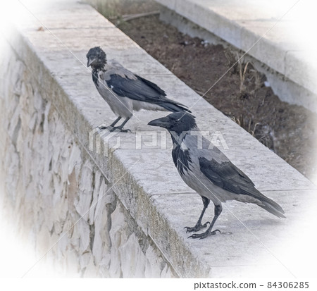 Urban crows with black and white plumage sitting on  parapet of the park fence 84306285